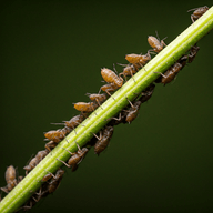 Aphids illustration from the Plant Sickness Identifier threat library