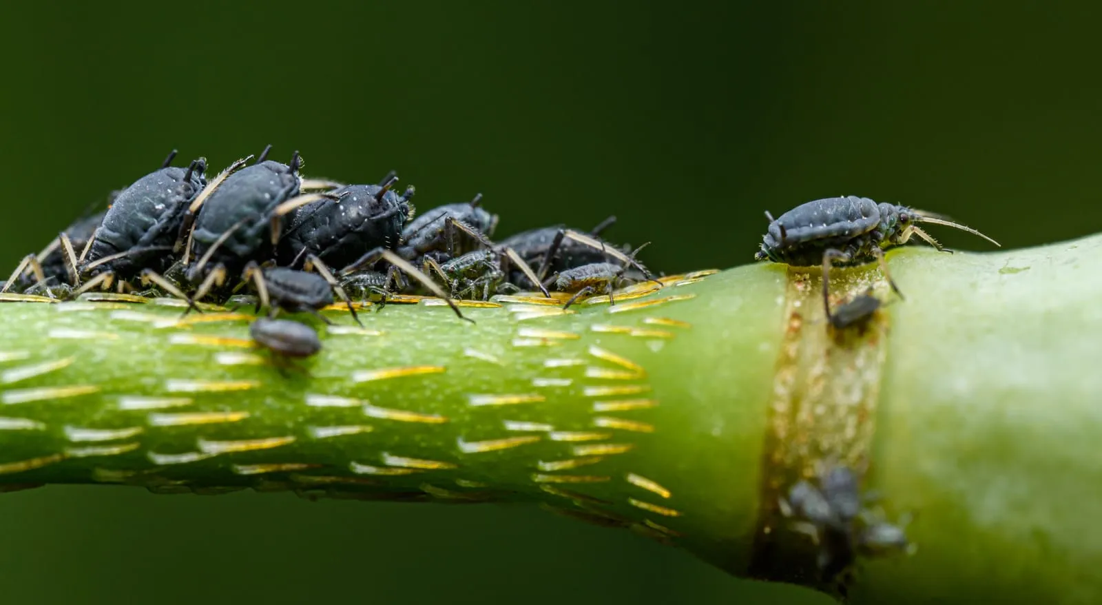 Black bean aphids crowded on a green stem