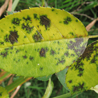 Black spot (roses) illustration from the Plant Sickness Identifier threat library