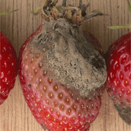Botrytis (gray mold) illustration from the Plant Sickness Identifier threat library