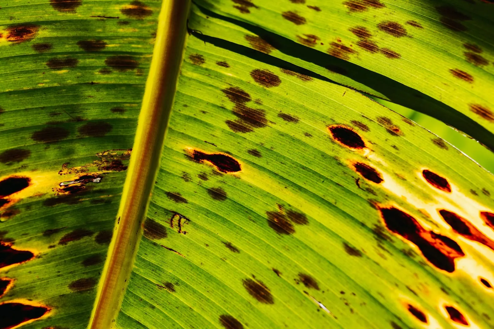 Dark spots with yellow halos on a green leaf