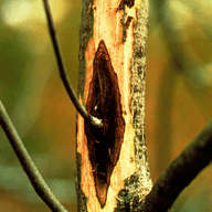 Anthracnose illustration from the Plant Sickness Identifier threat library