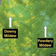 Downy mildew illustration from the Plant Sickness Identifier threat library