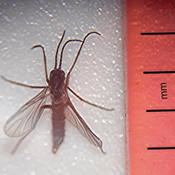 Fungus gnats illustration from the Plant Sickness Identifier threat library