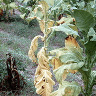Fusarium wilt illustration from the Plant Sickness Identifier threat library