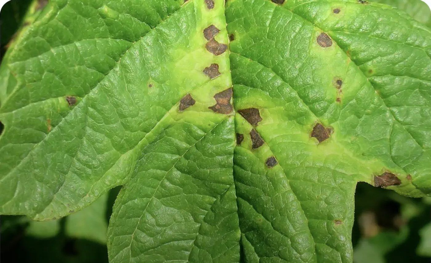 A hazel leaf with small brown spots ringed by yellow halos, photographed for diagnosis in Plant Sickness Identifier