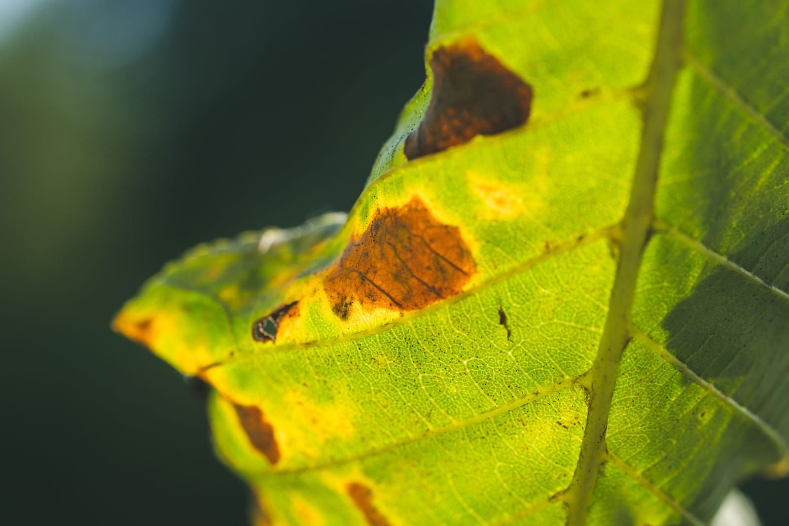 A backlit green leaf with a brown blotch and yellowing edge, the kind of symptom a photo diagnosis reads