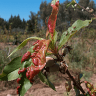 Tomato leaf curl illustration from the Plant Sickness Identifier threat library
