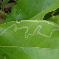 Leaf miners illustration from the Plant Sickness Identifier threat library