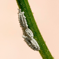 Mealybugs illustration from the Plant Sickness Identifier threat library
