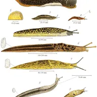 Illustration of a leaf with chewed holes