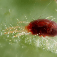 Spider mites illustration from the Plant Sickness Identifier threat library