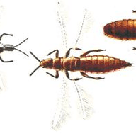 Thrips illustration from the Plant Sickness Identifier threat library