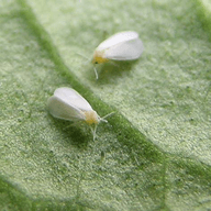Whiteflies illustration from the Plant Sickness Identifier threat library