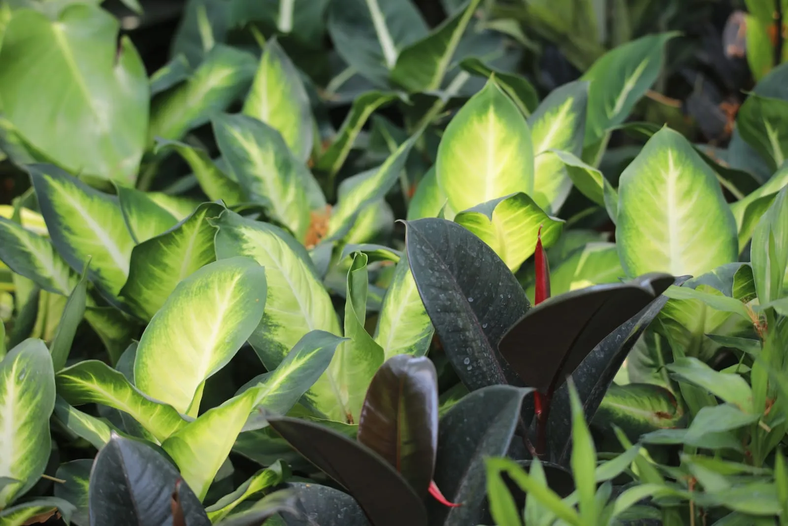 Houseplant foliage with leaves turning yellow